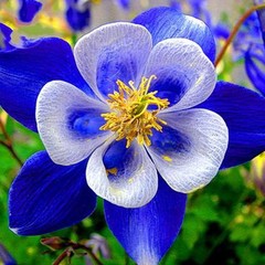 Blue Rocky Mountain Columbine (Aquilegia caerulea). 50 Seeds. Free Shipping!