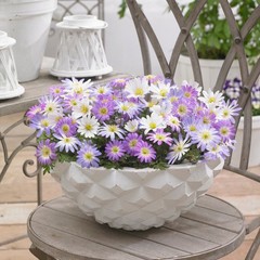 Anemone Blanda Flutter Mix 60 Plant Bulbs, Spring Flowers Bloom in Sun
