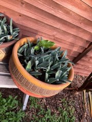 American Blue Agave Pups (Century Plant)