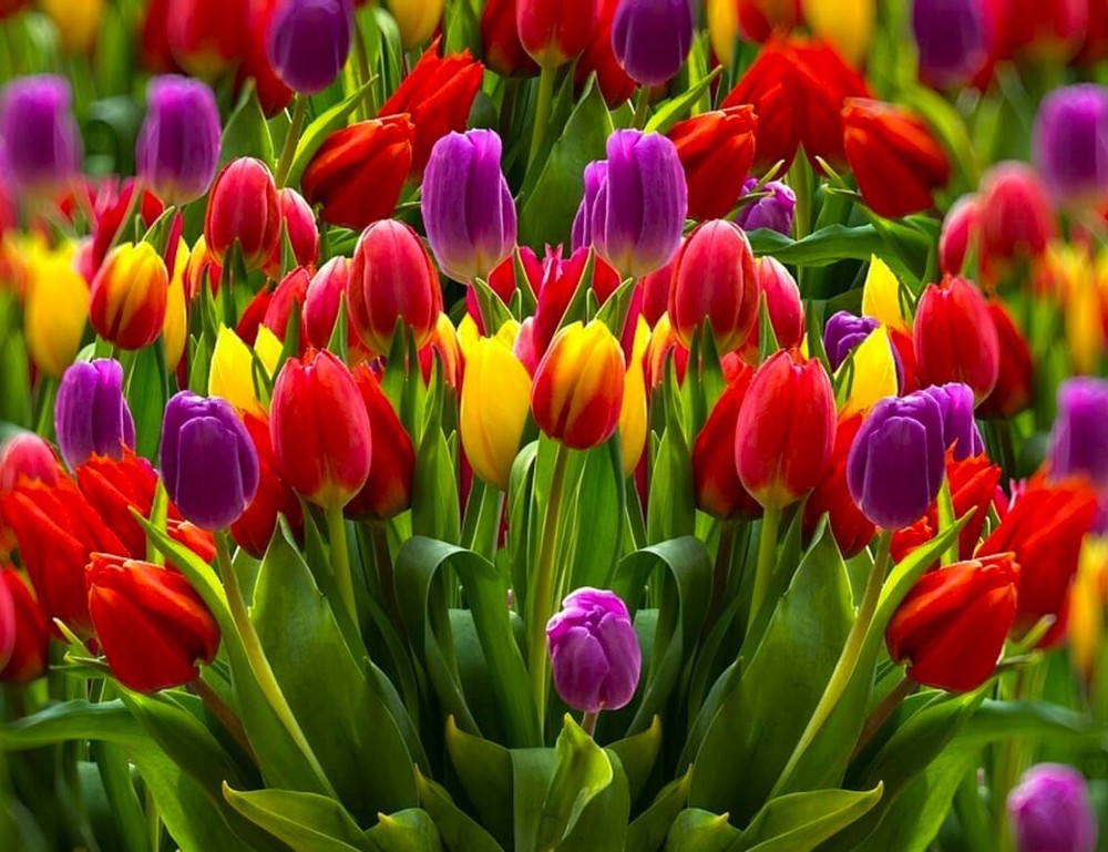 50 Tulip Flower Seeds Mixed Colors Much Less Money Than Bulbs ..