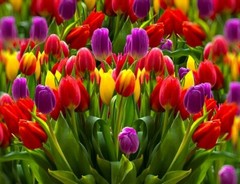 50 Tulip Flower Seeds Mixed Colors Much Less Money Than Bulbs ..