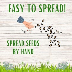Dutch White Clover Seed, Organic Coated, Eco-Friendly, Low Maintenance