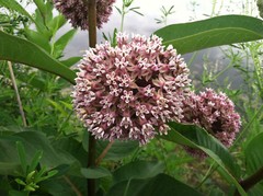 Common Milkweed Seeds, Attract Monarch Butterflies, Native Wildflower, Easy Grow