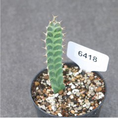 3PCS 7-9cm Cactus Succulent Plants Euphorbia Virosa Garden Flowering Plants