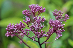200 SWEET JOE PYE WEED SEEDS | 2026 SALE FREE SHIPPING NON GMO HEIRLOOM
