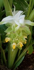 2026 Mango Turmeric Rhizomes For Planting – FREE Shipping