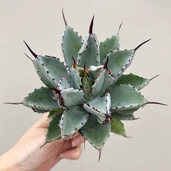 8CM Succulent Agave Plant Agave Potatorum Cv.’Cubic’ Agavaceae Home Garden Plant