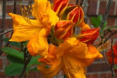 KLONDYKE~~Azalea Rhododendron~Well Rooted Starter Plant~MAY BE DORMANT!