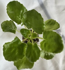 African Violet Plant EK Sugar Rose Starter