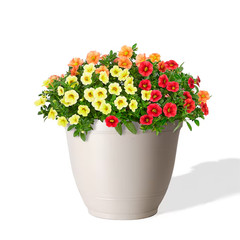 Style Selections Round 6.02-in W x 6.02-in L x 5.12-in H flower Planter