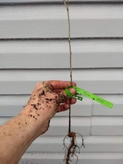 1 Dormant American plum starter plant, flowering fruit shrub/tree .Zones 3-8.