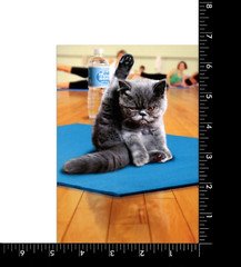 Funny ANYTIME Card, Cat Yoga “I Still Want To Smack Someone” Humor by Avanti +✉