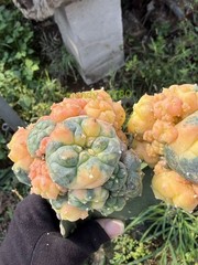 LW Multi Heads Succulent Plant variegated family indoor and outdoor 1PCS