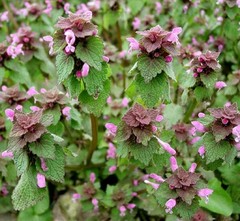 25 Organic Purple Dead-Nettle Seeds ~Lamium purpureum Archangel Free US Shipping