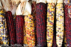 50 USDA Organic Mandan Bride Indian Corn mix USA colors heirloom Zea mays maize