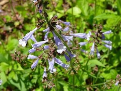 Lyreleaf Sage Salvia Lyrata Native 300 seeds Fresh From 2023 for Hummingbirds