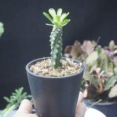 8CM Succulent Cactus Plant Euphorbia Royleana Spineless Euphorbiaceae Beautiful