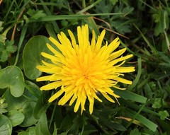 1000 Dandelion Seeds Taraxacum Officinale Medicinal Edible Herb Non-GMO Bulk