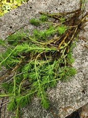 12+ Parrot’s Feather Aquatic Surface Pond Plant
