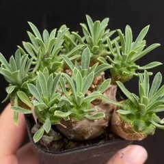 8cm Succulent Cactus Plant Euphorbia Gabizan（5-7 Heads）Cactaceae Beautiful Plant