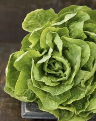 1000+ Lettuce Seeds (Buttercrunch) | Heirloom – NON GMO | USA FREE SHIPPING.