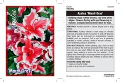 ~~MARDI GRAS~~Azalea Rhododendron Deciduous Starter Plant~~RED & WHITE BI-COLOR~