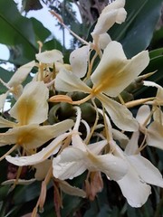 2x Yellow butterfly ginger rhizomes with stalk. Very fragrant with many flowers.
