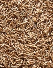 Annual Rye Grass Lawn Seed Cool Season Pasture Forage Cover Crop Erosion