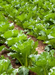 Michihili, Chinese Cabbage Seeds, NON-GMO, Variety Sizes, FREE SHIPPING
