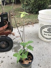 4 ORGANIC PINEAPPLE SAGE/WILD SALVIA PLANTS ATTRACTED HUMMINGBIRD & BUTTERFLY !!