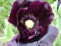 660 After Midnight Poppy Seeds – P. Somniferum –Dark Purple Breadseed Variety
