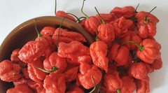 20 SEEDS OF CAROLINA REAPER EXTREMELY SPICY PEPPER 100% GUARANTEED