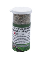 NaturesGoodGuys – Neoseiulus californicus – Predatory Spider Mite Control