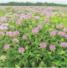 1000+ Wild Bergamot Seeds, Monarda, Bee Balm, Attracts Butterflies & Bees , USA