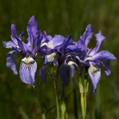 50 Mixed Colors Iris Seeds Much Less Money Than Bulbs