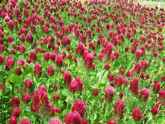 Crimson Clover Cover Crop Seeds For Planting – NON-GMO – Heirloom – Inoculated