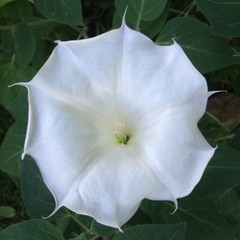 Moonflower BUSH Variety- 25 Seeds