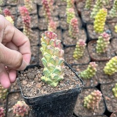 8CM Succulent Cactus Plant Monadenium Ritchiei Nyambense Variegated Cactaceae