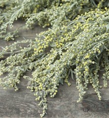 1000+ Absinthe Wormwood Seeds (Artemisia absinthium) | Perennial – USA