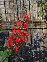 Pineapple Sage Seeds 10 Organic Seeds *FREE SHIPPING*