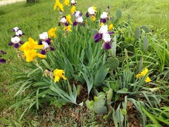 15 Iris Fresh Bearded Iris Rhizomes Mixed Varieties
