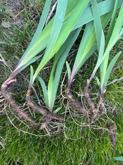 6 – MIXED white /purple COLORS BEARDED IRIS Bulbs/Rhizomes FRESH – Perennial