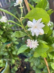 3 Years Old big Size Double Petals Jasmine Fragrant In 3 Gallons Pot 24 In Tall