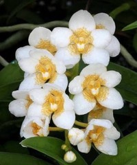 Sarcochilus Yellow Hart Yellow White Orchid Hybrid NEW DIVISIONS 2” Pot (CJ4)