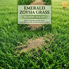10,000 Emerald Zoysia Grass Seeds – Lawn Turf ~ Drought & Heat Tolerant