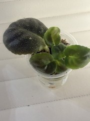 African Violet PLANT ~ NK- Spokoynoy Nochi (Good Night) Leaf Pot