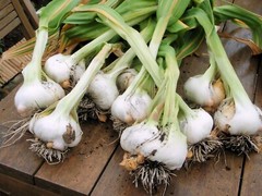 AJO JAPONES (JAPANESE GARLIC) 100% NATURAL!!! 150-250-400 PER BAG