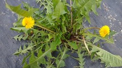 10+ Dandelion plants Wild Organic Non GMO Heirloom