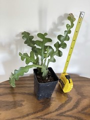 ZIG ZAG FISHBONE PLANT AS SHOWN IN 2 1/2″ POT