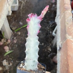 8CM Succulent Cactus Plant Euphorbia Trigona Rubra Red Variegata Cactaceae Plant